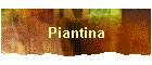 Piantina